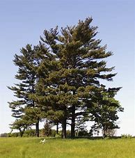 Image result for Pinus strobus Cyrus