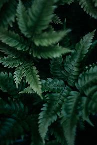 Image result for Green Aesthetic 1080X1080