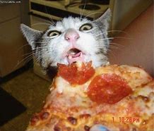 Image result for Cat Eating Pizza Meme