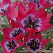 Risultato immagine per Tulipa Little Beauty