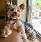 Image result for Biggest Yorkie in the World