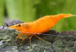 Image result for Orange Fire Shrimp Aquarium