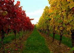 Image result for Grape Vines and Leaves