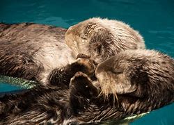 Image result for Otters Hold Hands