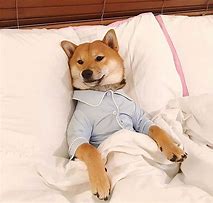 Image result for Shiba Inu Matching PFP