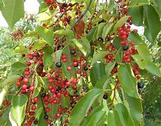 Image result for Wild Black Cherry Tree Edible