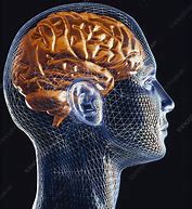 Image result for Expanding Brain Stock Image