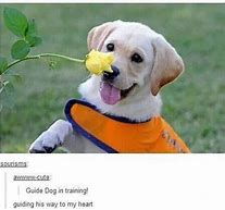 Image result for Cute Doggo Memes