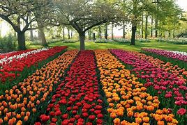 Image result for Tulip Flower Garden