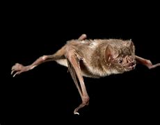 Image result for Common Vampire Bat