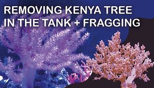 Image result for Fragging Kenya Tree Coral