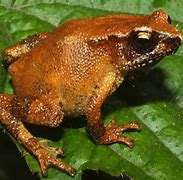 Image result for Small Toad