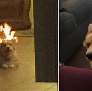 Image result for Dog and Fire Meme