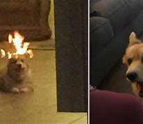 Image result for Dog around Fire Meme