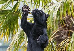Image result for Black Panther Group