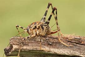Image result for Camel Cave Crickets
