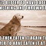 Image result for Dog On Phone Meme