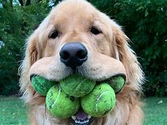 Image result for Golden Retriever with Tennis Balls