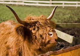 Image result for Cow Mouth