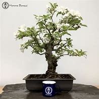 Image result for Crab Apple Bonsai Tree