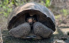 Image result for Giant Tortoise Extinct