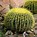 Image result for Barrel Cacti