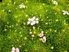 Image result for Silene acaulis Frances