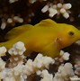 Image result for Citron Goby