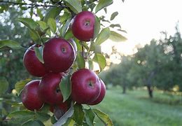 Image result for Apple Leaf