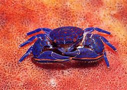 Image result for Colorful Crab