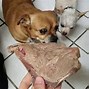 Image result for Dogs around a Bone