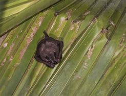 Image result for Great Fruit Bats