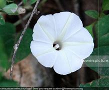 Image result for Ipomoea Obscura