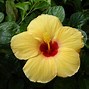 Image result for Beautiful Tropical Flower iPhone Wallpaper