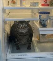 Image result for Cat Chillin Meme