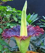 Image result for Indonesia Corpse Flower