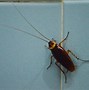 Image result for Types of House Bugs