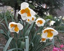Image result for Narcissus Tricollet