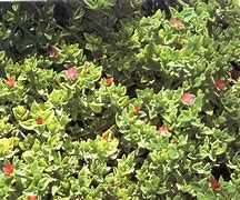 Image result for Red Apple Ground Cover Seed