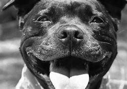 Image result for American Staffordshire Bull Terrier