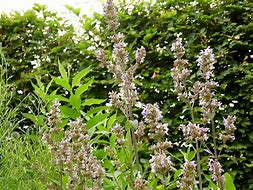 Image result for Nepeta nuda Annes Choice
