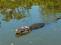 Image result for American Alligator Eating
