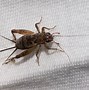 Image result for Ground Cricket Insect