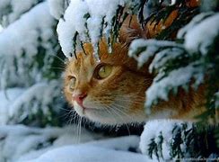 Image result for Winter Cat Wallpaper