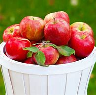 Image result for Honeycrisp Apple Trees for Sale
