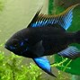 Image result for Blue Knight Ram Fish