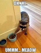 Image result for Raccoon Meme with Color Y Texts