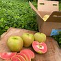 Image result for A Photo of an Apple with a Pink Inside