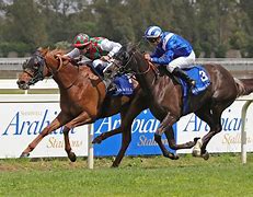 Image result for E Dubai Horse