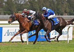 Image result for UAE Horse Racing